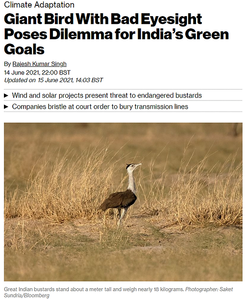 A large bird standing in dry grassland.